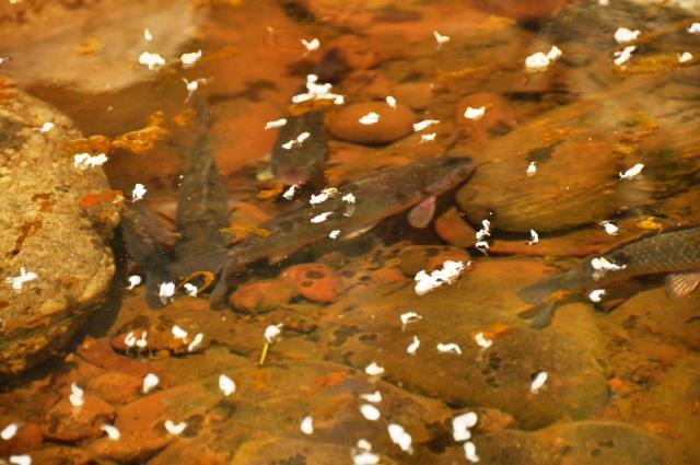 Doar ... NATURA - 4 - cnpc20-20ii20102resize1.jpg